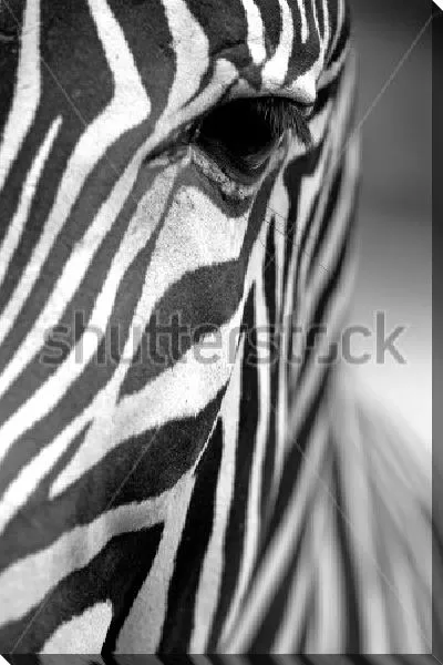 Постер Геометрия в природе - прекрасная полосатая зебра