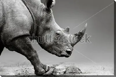 Постер Носорог в пути