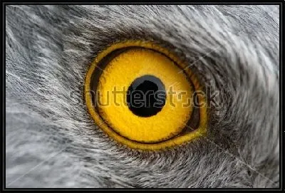 Жёлтый глаз орла