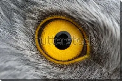 Жёлтый глаз орла