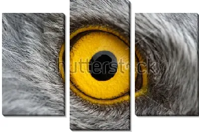 Жёлтый глаз орла