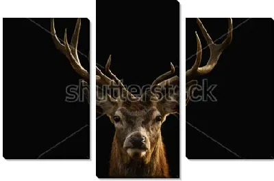 Модульная картина Портрет красивого оленя на чёрном фоне