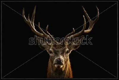 Картина Портрет красивого оленя на чёрном фоне