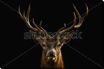 Постер Портрет красивого оленя на чёрном фоне