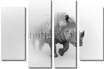 Модульная картина Носорог выходит из тумана