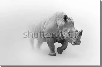 Носорог выходит из тумана