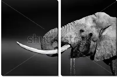 Модульная картина Чёрно-белый потрет пьющего воду слона с большими бивнями