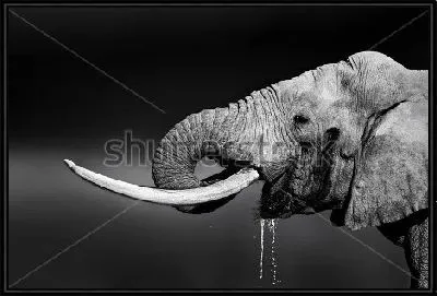 Картина Чёрно-белый потрет пьющего воду слона с большими бивнями