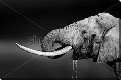 Постер Чёрно-белый потрет пьющего воду слона с большими бивнями