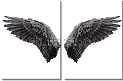 Модульная картина Чёрно-белая иллюстрация крыльев ангела на белом фоне