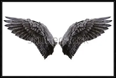 Чёрно-белая иллюстрация крыльев ангела на белом фоне