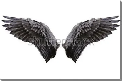 Чёрно-белая иллюстрация крыльев ангела на белом фоне