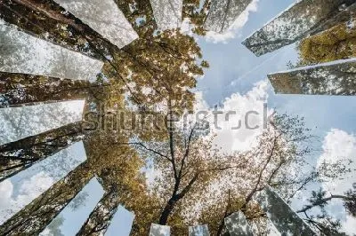 Плакат Зеркальный лабиринт в зелёном лесу