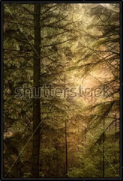 Картина Мягкий солнечный свет пробивается сквозь густую крону елей