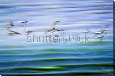 Постер Двойная экспозиция со стаей улетающих птиц и переливами мелких волн