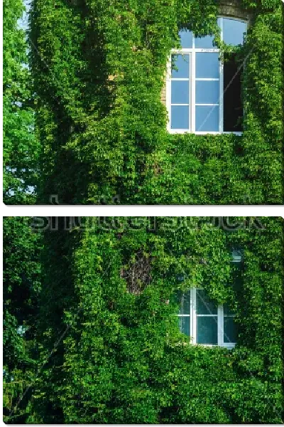 Модульная картина Покрытый зелёным плющом фасад старого кирпичного здания