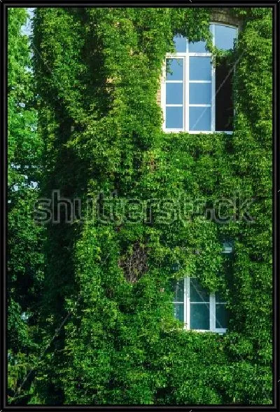 Картина Покрытый зелёным плющом фасад старого кирпичного здания