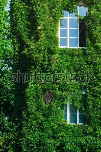 Плакат Покрытый зелёным плющом фасад старого кирпичного здания