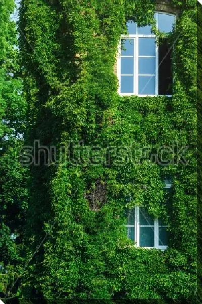 Постер Покрытый зелёным плющом фасад старого кирпичного здания