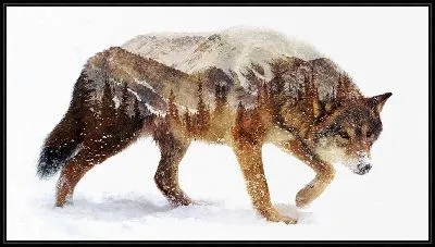 Картина Красивый пейзаж с горами и лесами в силуэте волка на снегу