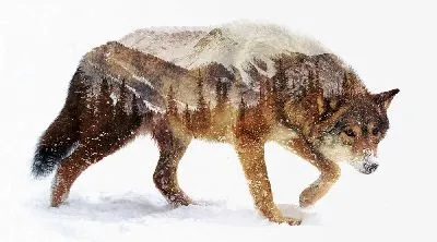 Плакат Красивый пейзаж с горами и лесами в силуэте волка на снегу