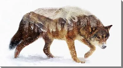 Постер Красивый пейзаж с горами и лесами в силуэте волка на снегу