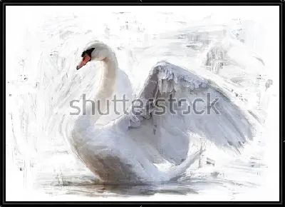 Прекрасный белый лебедь с распахнутыми крыльями