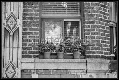 Чёрно-белый натюрморт с комнатными растениями на подоконнике дома в стиле арт-деко