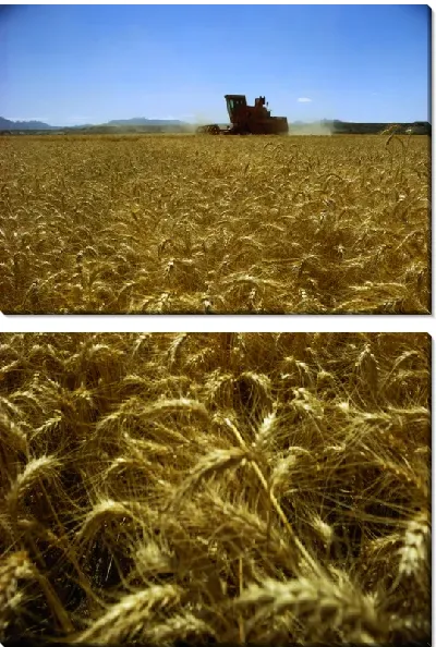 Модульная картина Комбайн