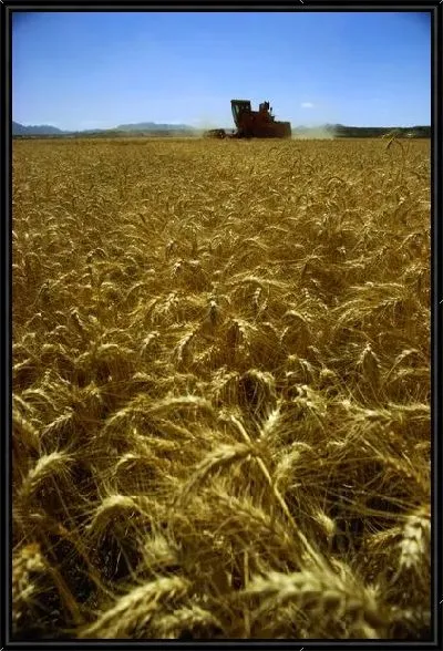 Картина Комбайн