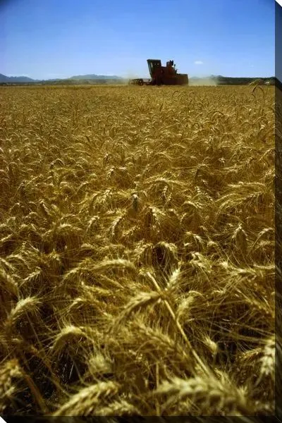 Постер Комбайн