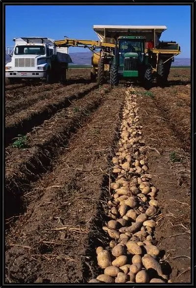 Картина Комбайн №4