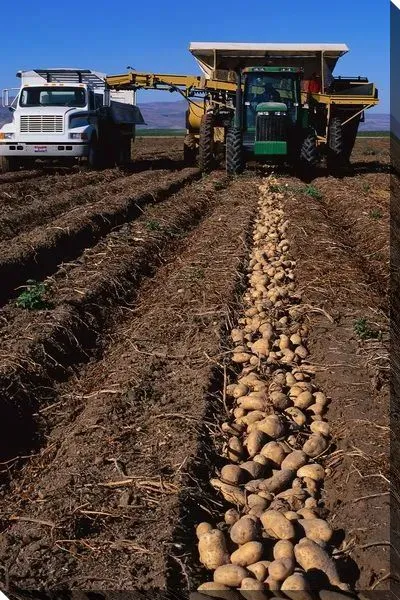 Постер Комбайн №4