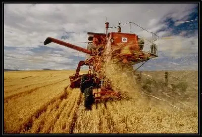 Картина Комбайн №8