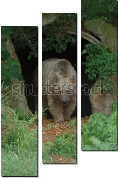 Модульная картина Бурый медведь выходит из своей пещеры