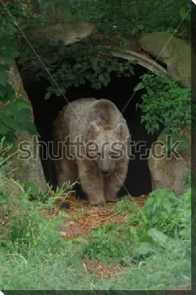 Постер Бурый медведь выходит из своей пещеры