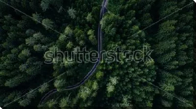 Постер Вид сверху на узкую змейку дороги в густом хвойном лесу