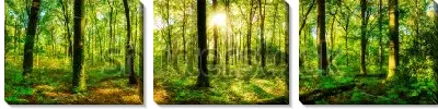 Модульная картина Панорама в летнем лесу - лучи солнца пробиваются сквозь стволы деревьев и зелёную крону