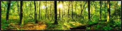 Картина Панорама в летнем лесу - лучи солнца пробиваются сквозь стволы деревьев и зелёную крону