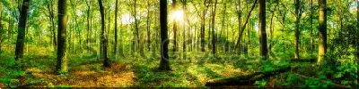 Постер Панорама в летнем лесу - лучи солнца пробиваются сквозь стволы деревьев и зелёную крону
