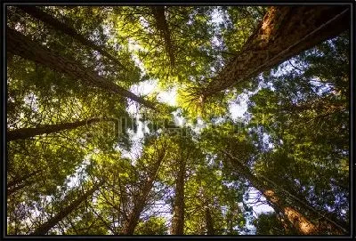 Красивый круговой ракурс снизу на высокие сосны в лесу