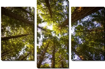 Красивый круговой ракурс снизу на высокие сосны в лесу