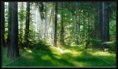 Картина Утро в лесу