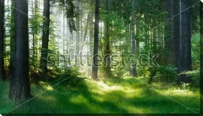 Постер Утро в лесу