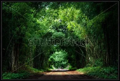 Лесная дорога в тоннеле из крон деревьев в густом красивом лесу