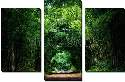 Лесная дорога в тоннеле из крон деревьев в густом красивом лесу