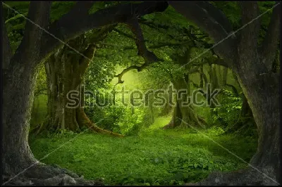 картина