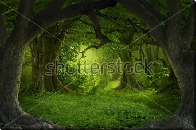 картина