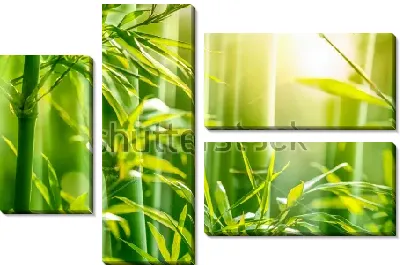 Модульная картина Красивые золотистые лучи утреннего солнца в бамбуковом лесу