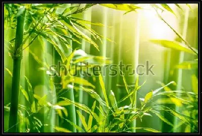 Красивые золотистые лучи утреннего солнца в бамбуковом лесу